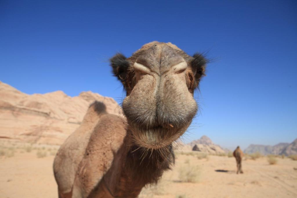 Bedouin Expedition Wadi Rum Esterno foto