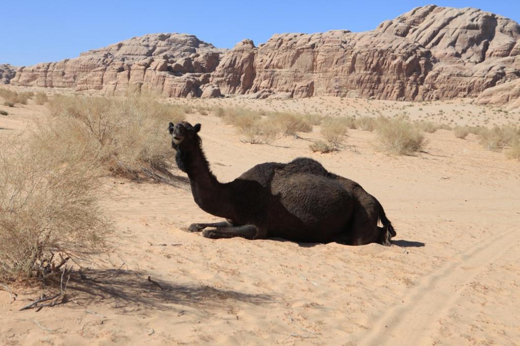 Bedouin Expedition Wadi Rum Esterno foto
